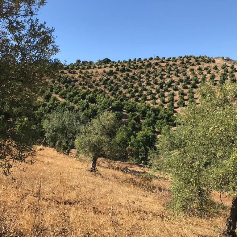 Studio Views Apartment, Cortijo Fruitful Hills - Apartamento de 1 dormitorio - 49