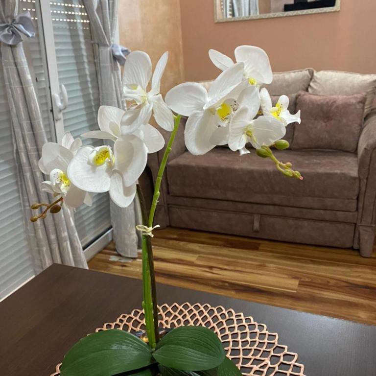 Pejovic Residence Budva - Apartman sa 1 Spavaćom Sobom - 5