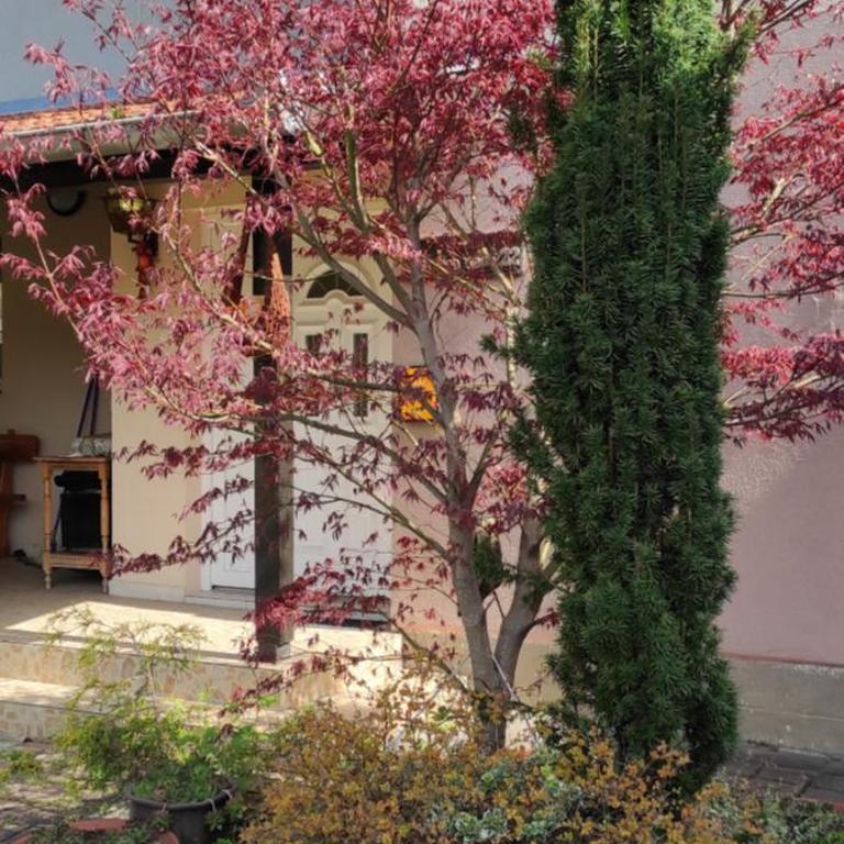 Duplex Mihajlović-Vrnjačka Banja - Apartman sa 2 Spavaće Sobe - 16
