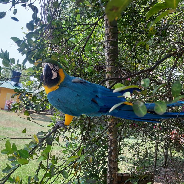 Finca La Perla Yopal - Casa - 18