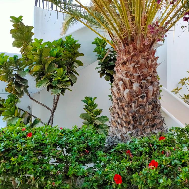 Flor De Cactus - Apartamento de 1 dormitorio - 24