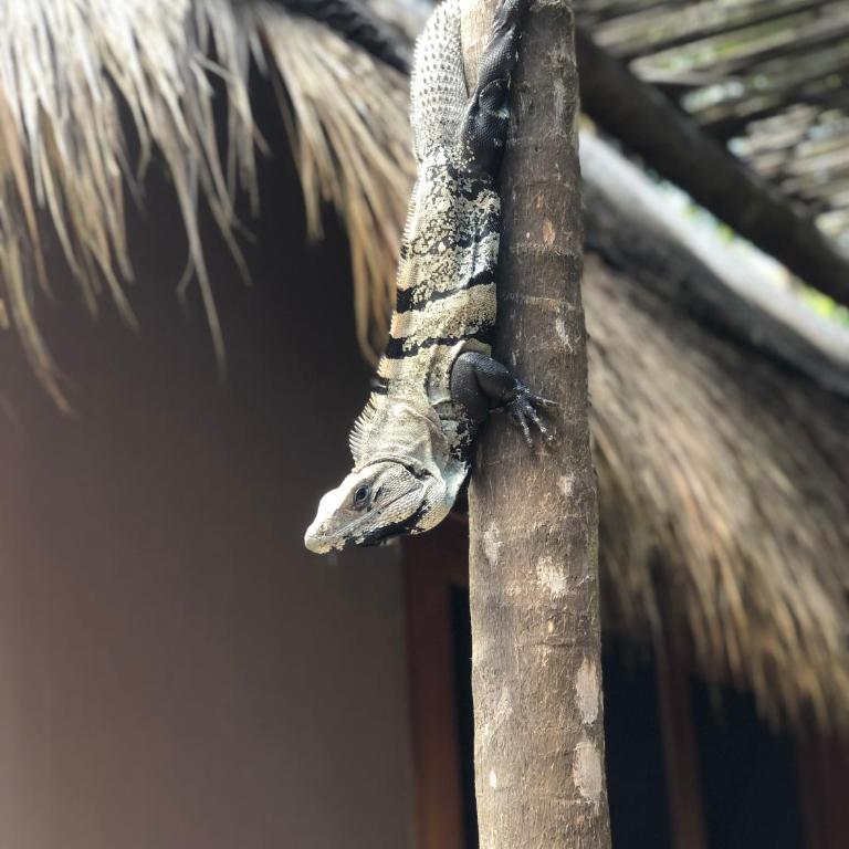 Casa Nalum - Casa - 27