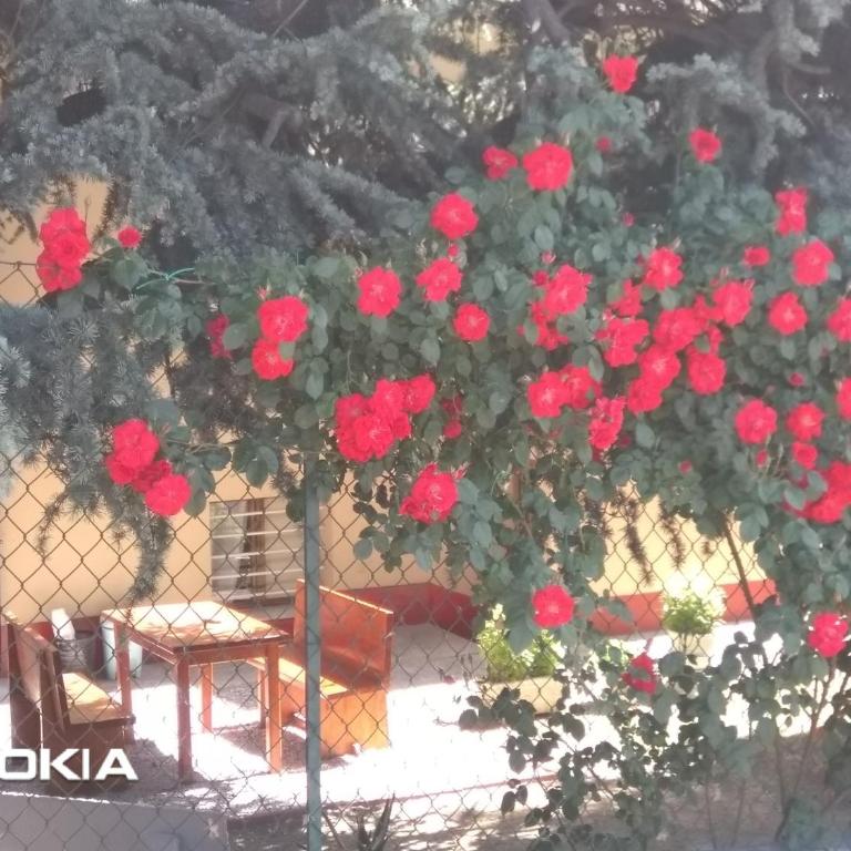 Villa Lilli 3 - Appartamento con Vista Giardino - 19