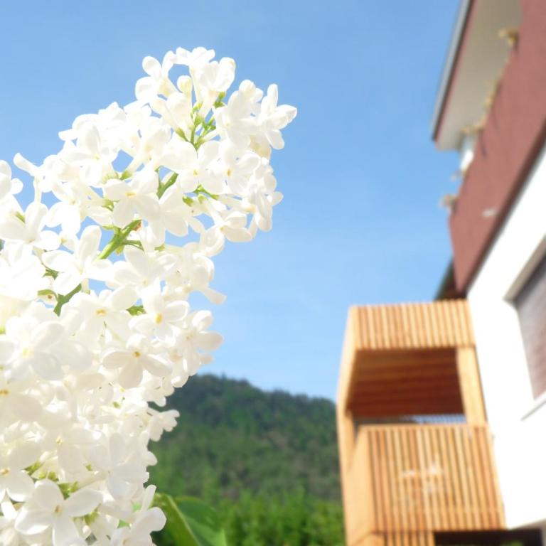 B&B Casa sul Lago - Appartamenti - Appartamento Monolocale con Depandance - 1