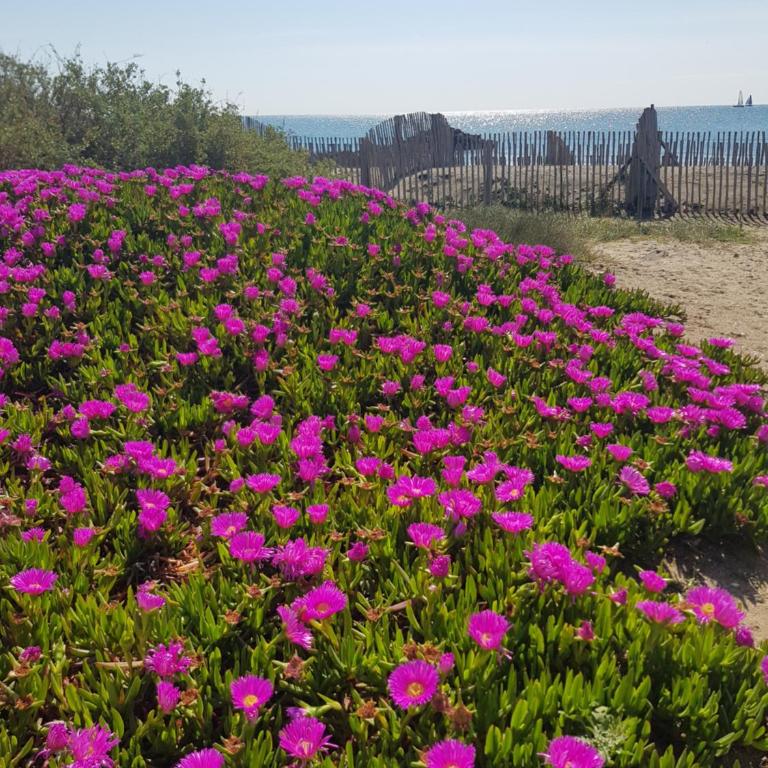 La Rose des Sables, T2 à la mer, terrasse et garage - Appartement 1 Chambre - 21