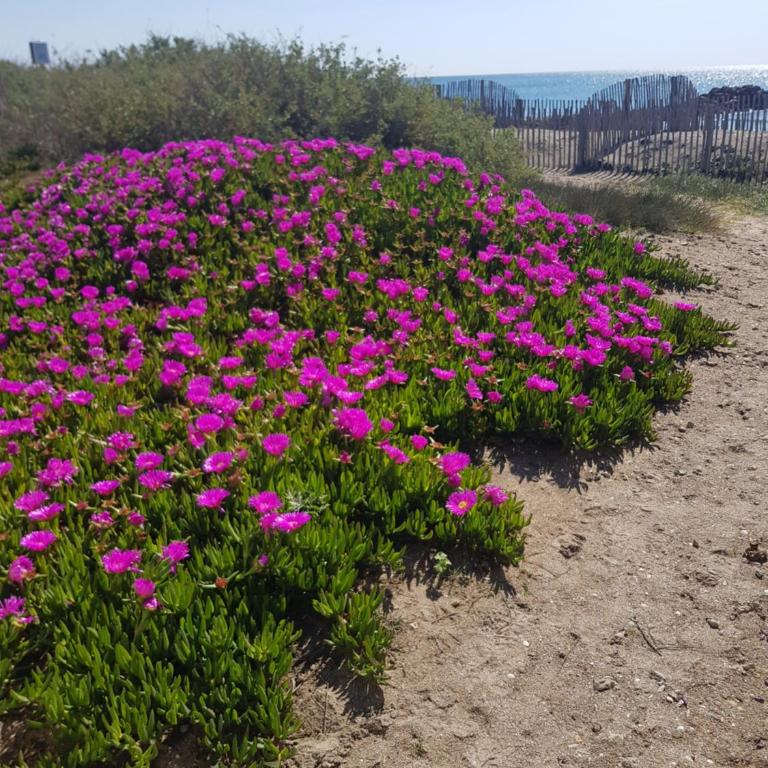 La Rose des Sables, T2 à la mer, terrasse et garage - Appartement 1 Chambre - 23