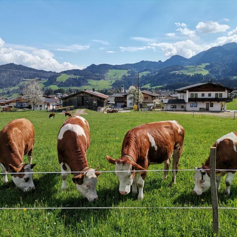 Ferienhaus Weberhof - Haus mit 4 Schlafzimmern - 20