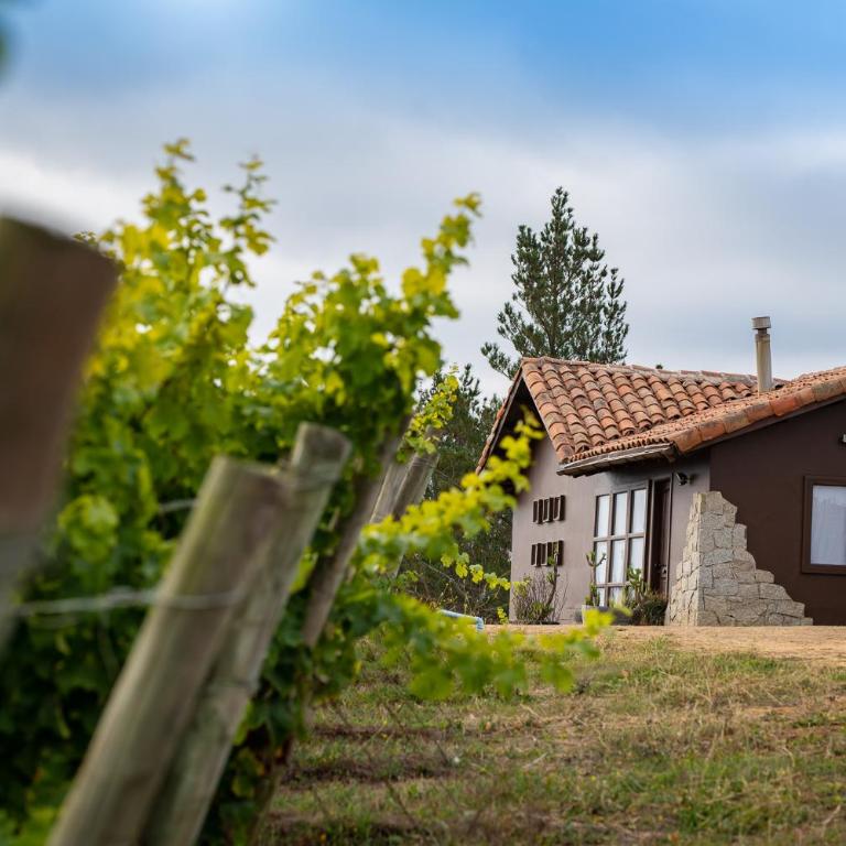 Bungalow Miramar & Jeronimo at Casa Marin Vineyards - Bungalow - 1