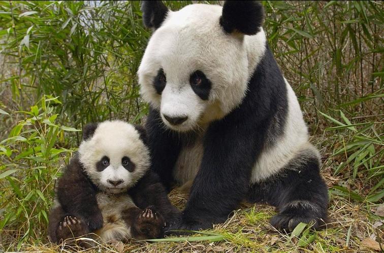 Gîte SOUAÏ ET ZEN , 5 mn du Zooparc de Beauval - Haus mit 3 Schlafzimmern - 21