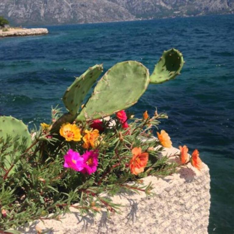 Apartment Pinebreeze - Prčanj - Kotor - Apartment - Ground Floor - 33