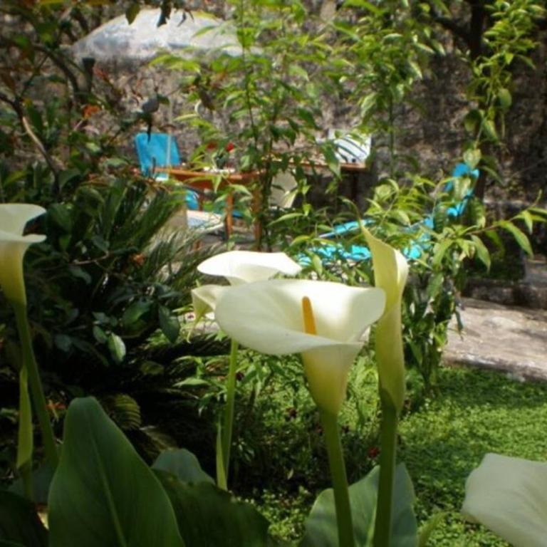 Apartment Pinebreeze - Prčanj - Kotor - Apartment - Ground Floor - 24
