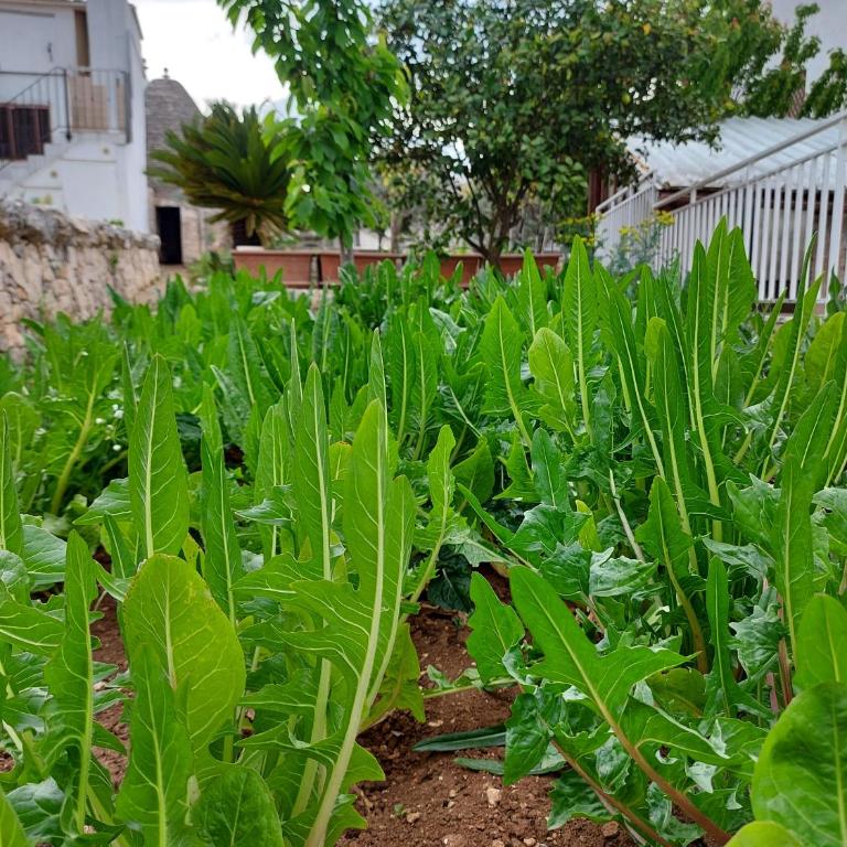 il trullo di giada e mattia - Casa Vacanze - 2