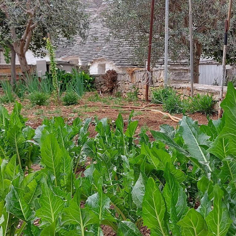 il trullo di giada e mattia - Casa Vacanze - 8