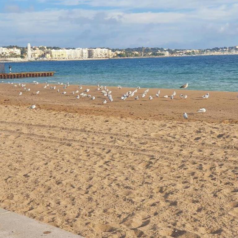 T2 climatisé à 5 minutes à pied de la plage avec parking, piscine et wifi - Appartamento con 1 Camera da Letto - 15