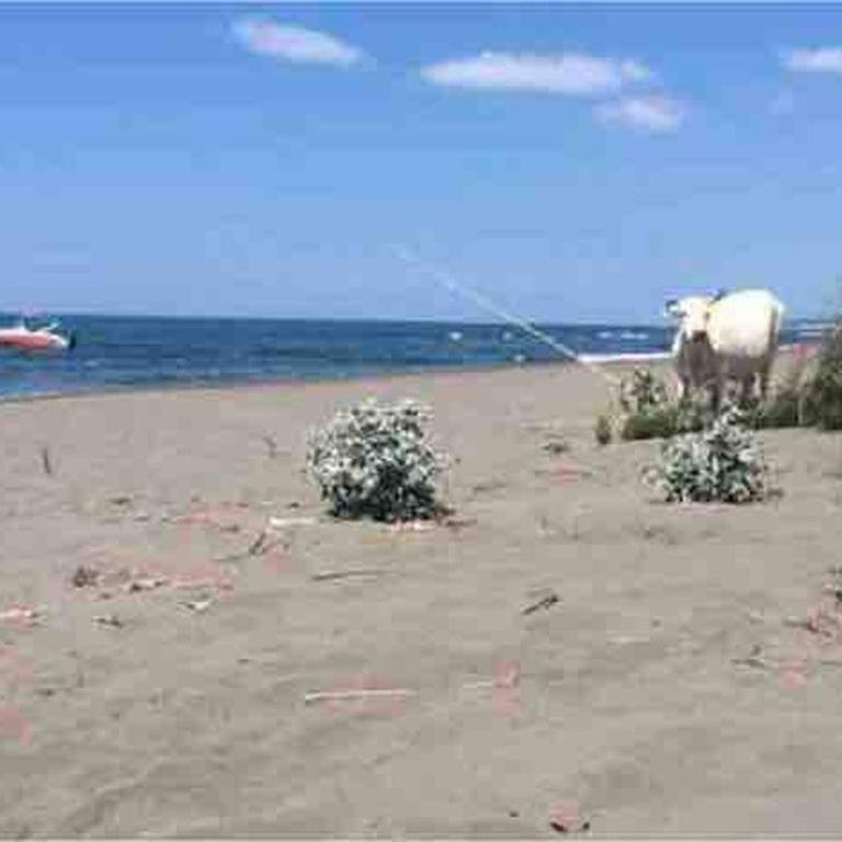 Rajana Bungalow - Ulcinj - Bungalow - 14