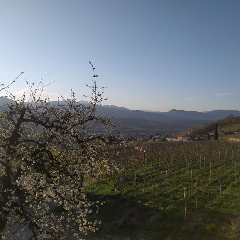 Weingut Lahn zu Eppan - Appartamento con 2 Camere da Letto - 6