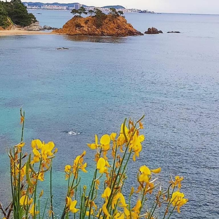 LLOGUER30 Los delfines, swimming pools , near the beach and with parking - Apartamento de 3 dormitorios - 16