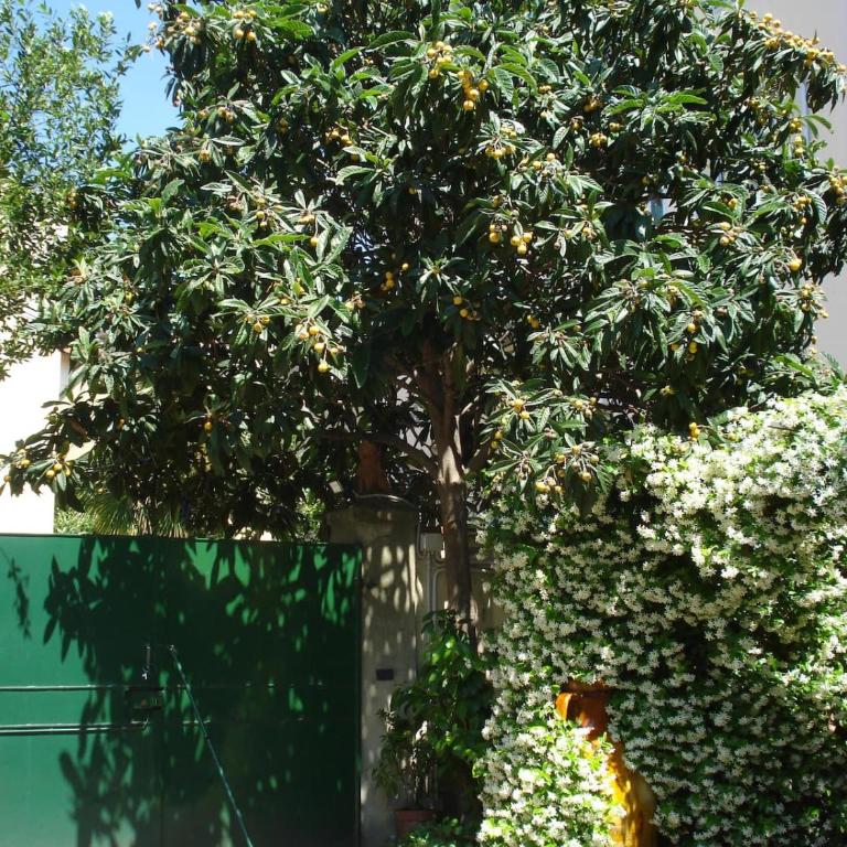 Casa del Gelsomino e del Nespolo - Apartment - Ground Floor - 2