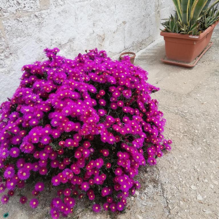 Masseria Ricci - Appartamento - Piano Terra - 22