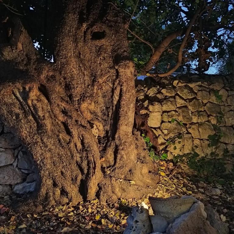 CaSotto il Carrubo, a 100 mt dal mare! - Casa Vacanze - 12
