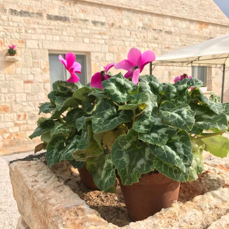 Marinella Suite Home - Camera Quadrupla con Vista Giardino - 23