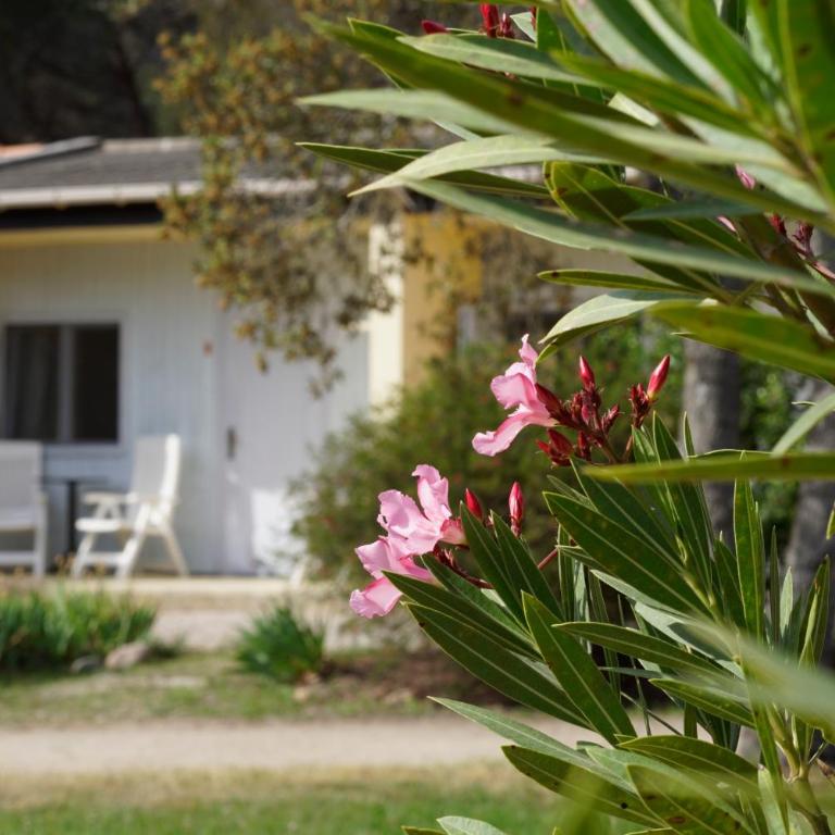 Feriendorf zum störrischen Esel - Bungalow 2 Chambres - 3