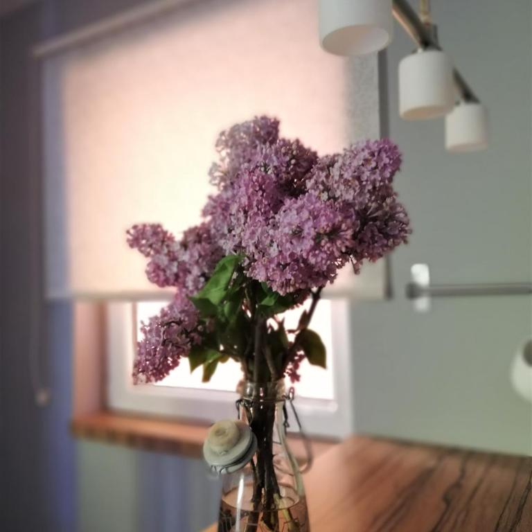 Nest - Apartment - 6