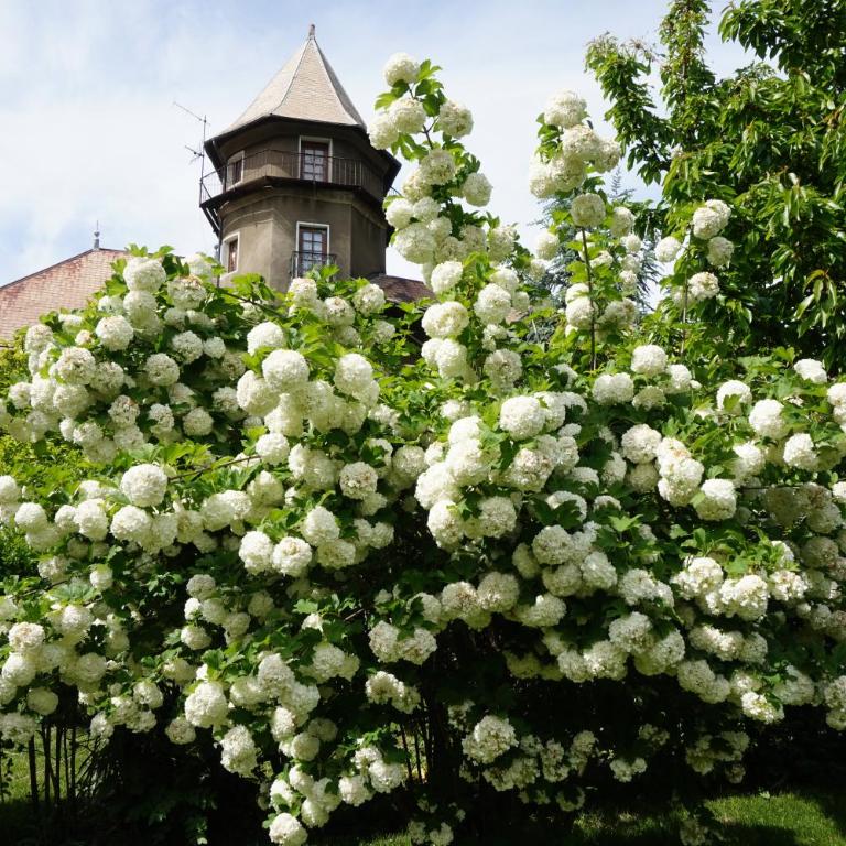 Château du Vigny - Maison d'hôtes - Chambre Double avec Balcon - 25