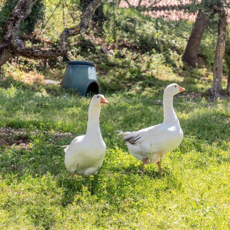 L'Agrifoglio di Assisi Residenza di Campagna - Appartamento con Vista Giardino - 18