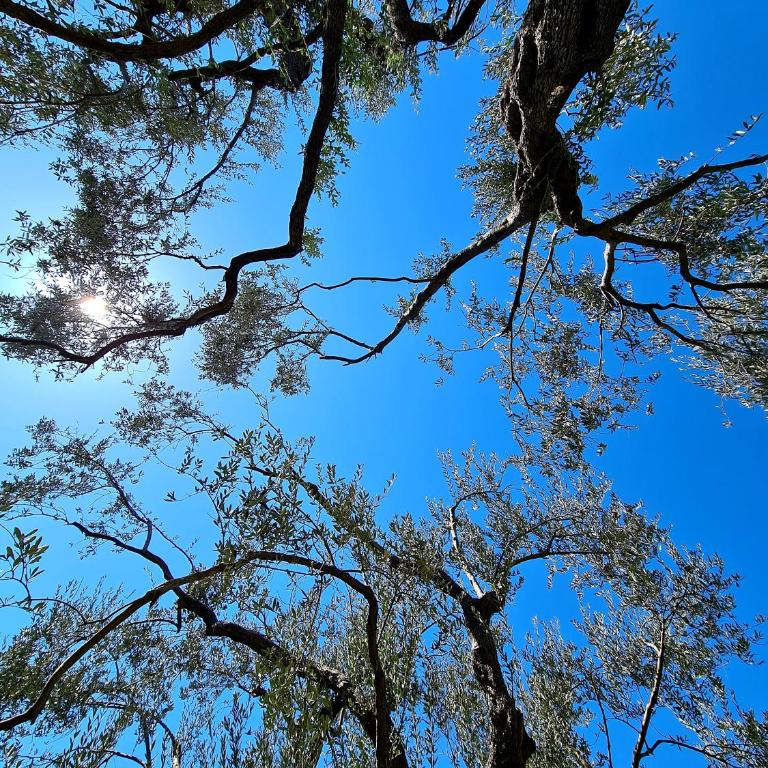 Palm Point Apartment - One-Bedroom Apartment - 14