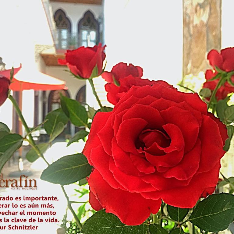 El Serafin Hotel Boutique - Standard Suite - 11