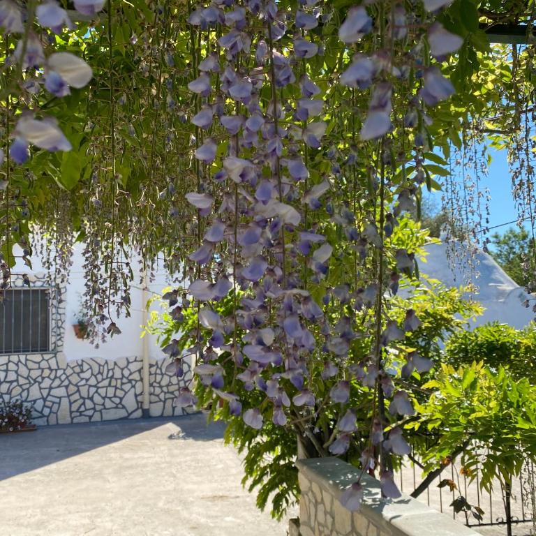 Trullo bello - Villa con 3 Camere da Letto - 32