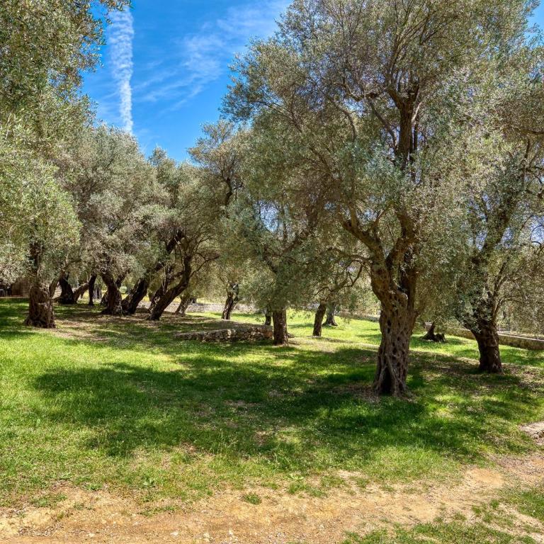 Stonehouse in Olives - Apartman sa 1 Spavaćom Sobom - 29