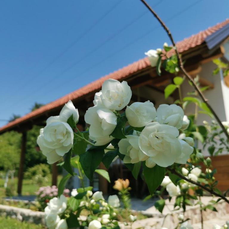 Nektar Park Villa Sara - Villa - 19