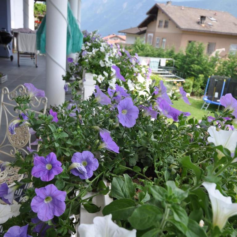 Villa Miriam - Appartamento con 1 Camera da Letto - 41