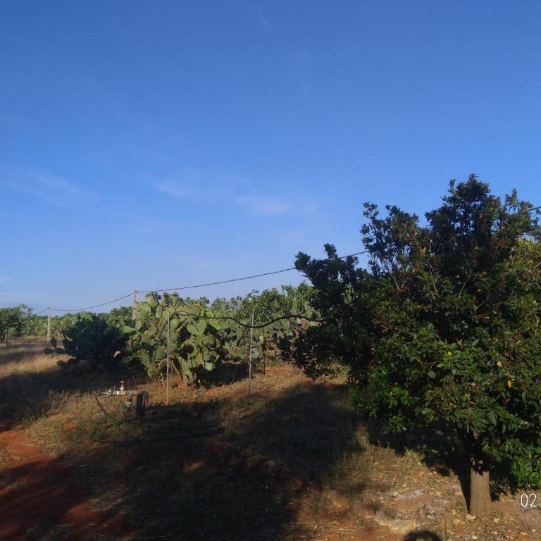 Villino Mediterranea - tra ulivi e mare by My Home Apulia - Three-Bedroom House - 31
