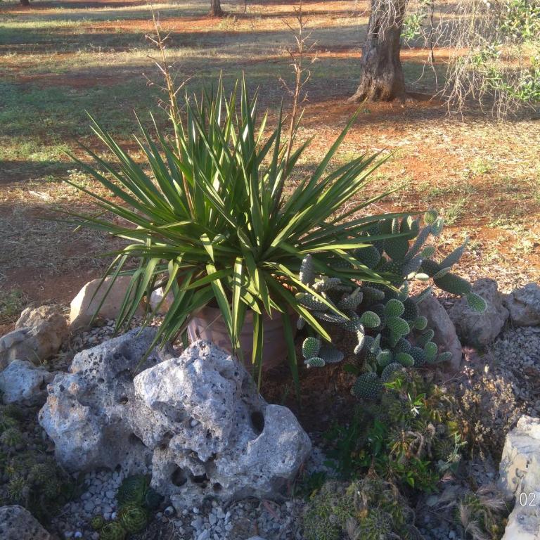 Villino Mediterranea - tra ulivi e mare by My Home Apulia - Three-Bedroom House - 35