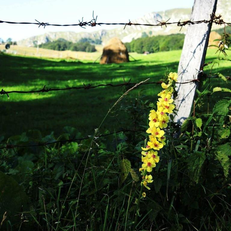 Chalet Lily - Two-Bedroom Chalet - 63