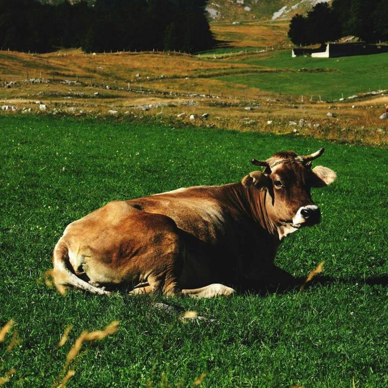 Chalet Lily - Two-Bedroom Chalet - 62