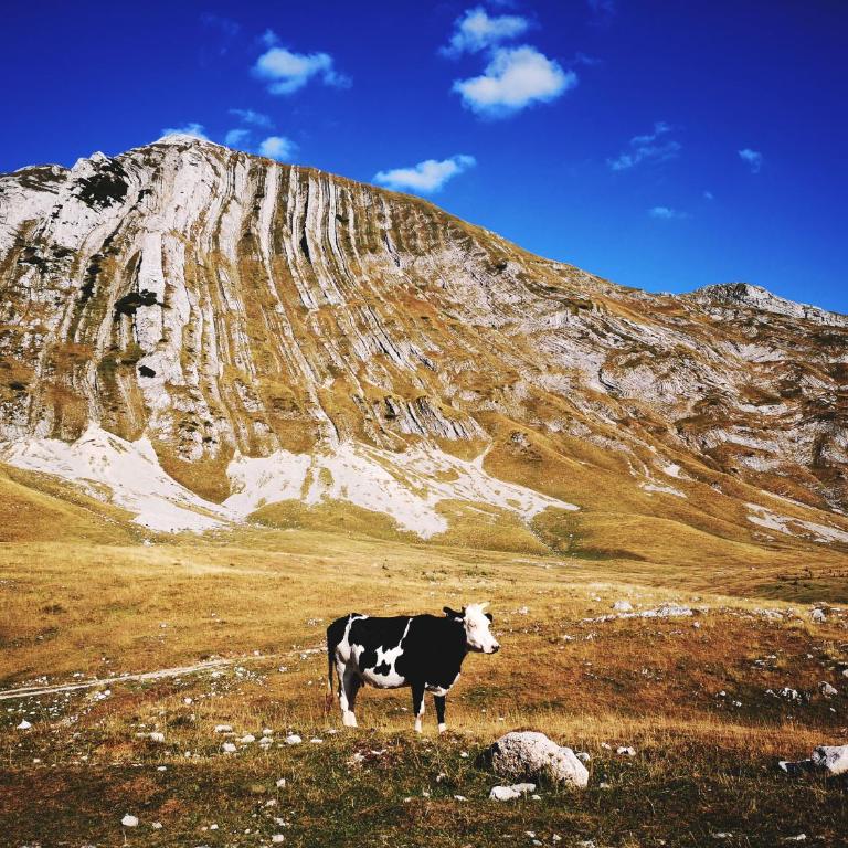 Chalet Lily - Two-Bedroom Chalet - 42