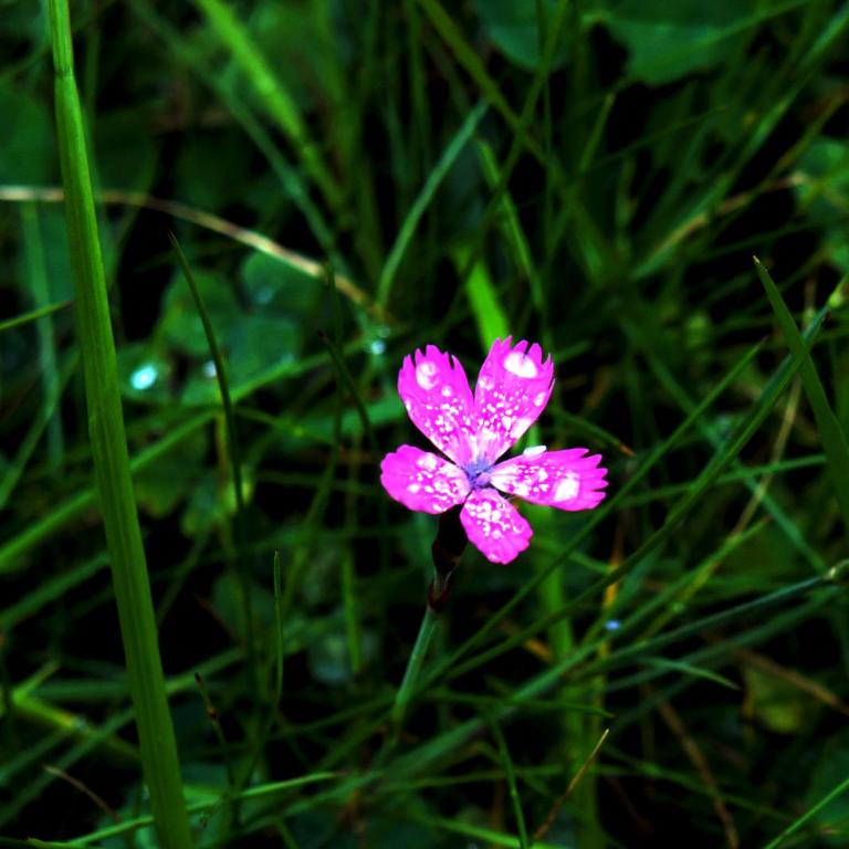 Chalet Lily - Two-Bedroom Chalet - 48