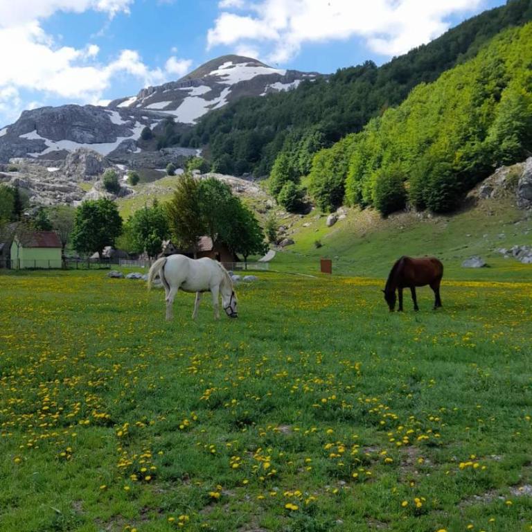 Katun Mokra accommodation & horseback riding - Two-Bedroom Chalet - 54