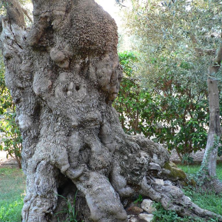Masseria Asciano - Appartamento con 1 Camera da Letto - Dependance - 11