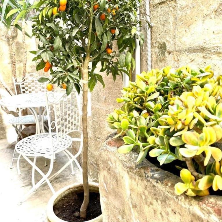 LEMON SUITE Ortigia - One-Bedroom Apartment - 41
