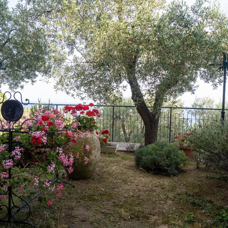 Tra Gli Ulivi - Camera Matrimoniale con Vista Mare - 4