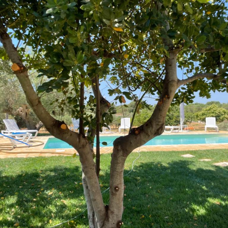 Trullo Nadia Ostuni - Vacation Home - 36