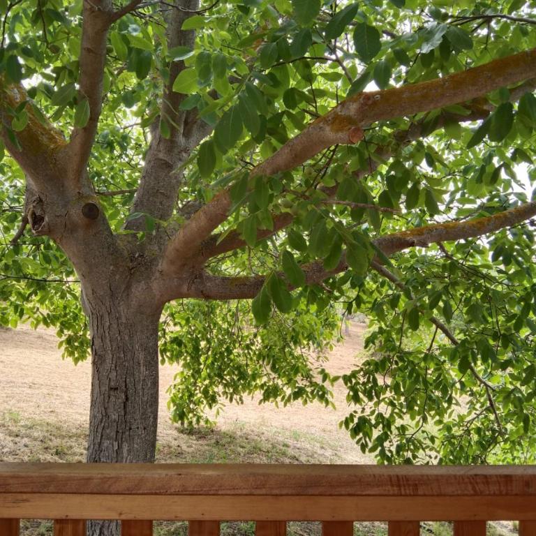 La casetta sotto l'albero LA CAROVANA GITANA - Double Room with Terrace - 2