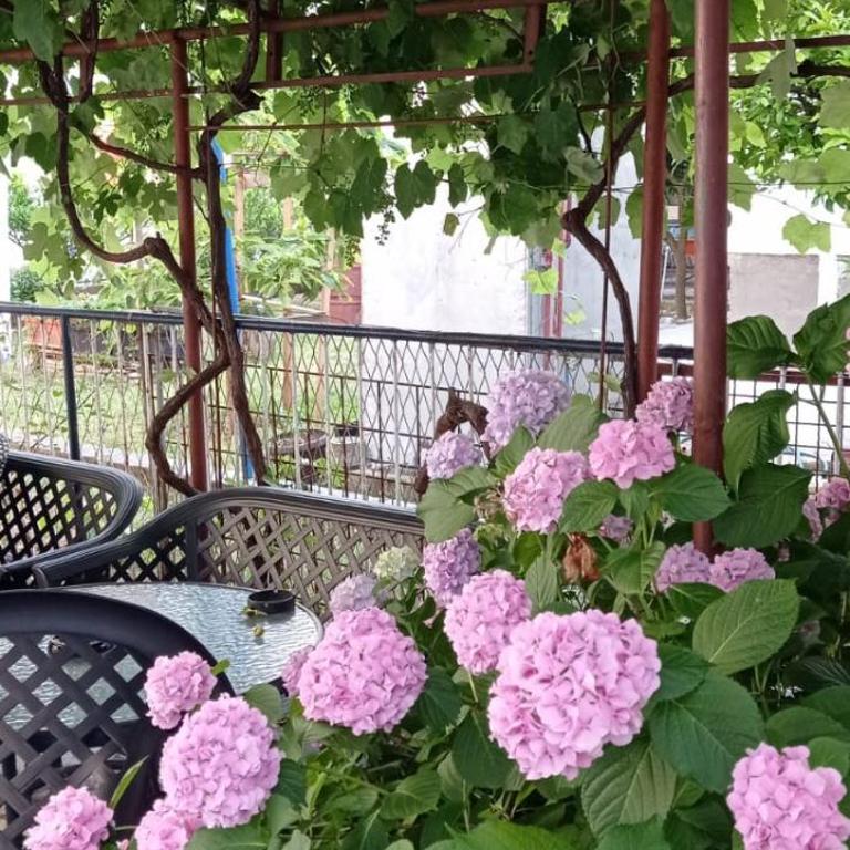 Apartments Beba Zalad - Apartment - Ground Floor - 14