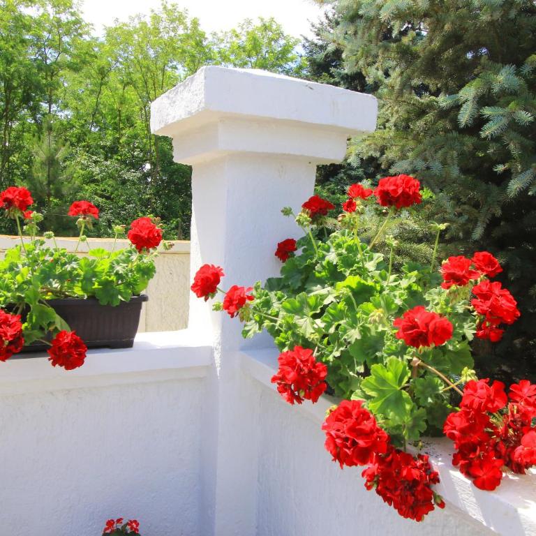 Šumski raj - Three-Bedroom Villa - 11