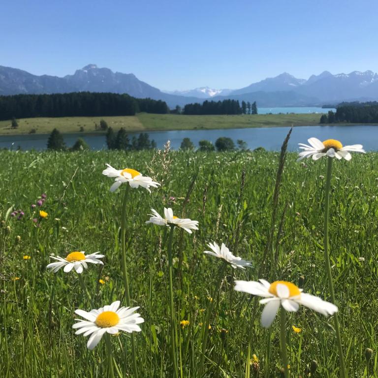 Ferienhaus Lieblingsplatz-Füssen - stilvoll urlauben & wohnen - Villa - 6